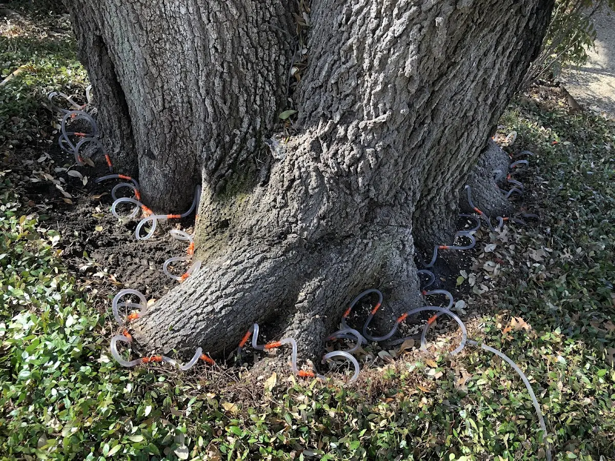 Detailed Tree Cabling and Bracing job site in Flomot