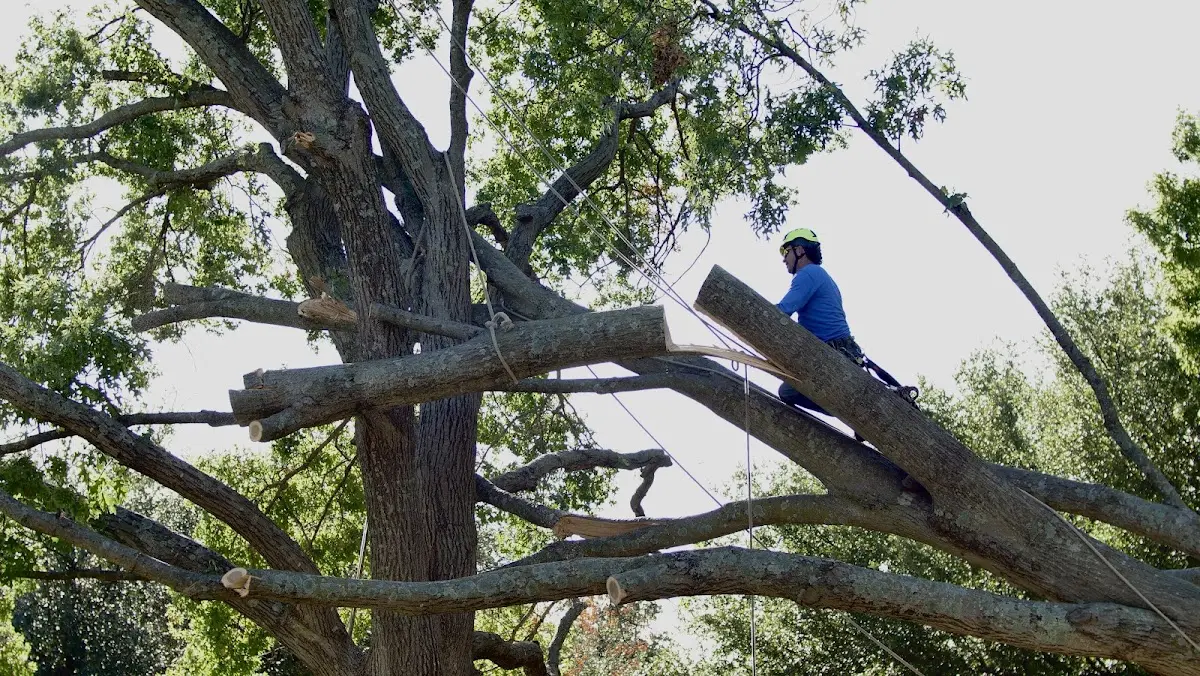 Professional Crown Thinning performed by certified arborists in Flomot